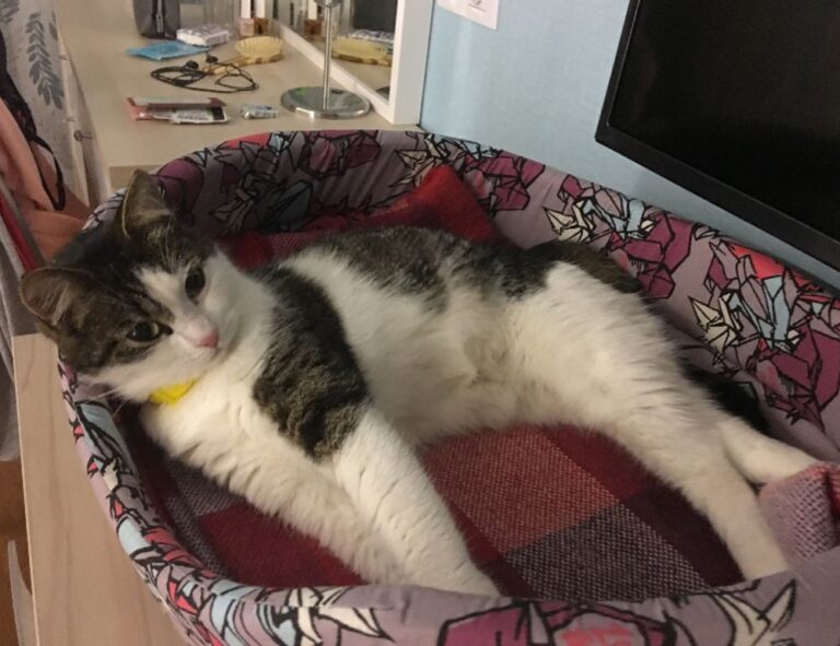 video game console togamesticky