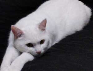 video game console togamesticky