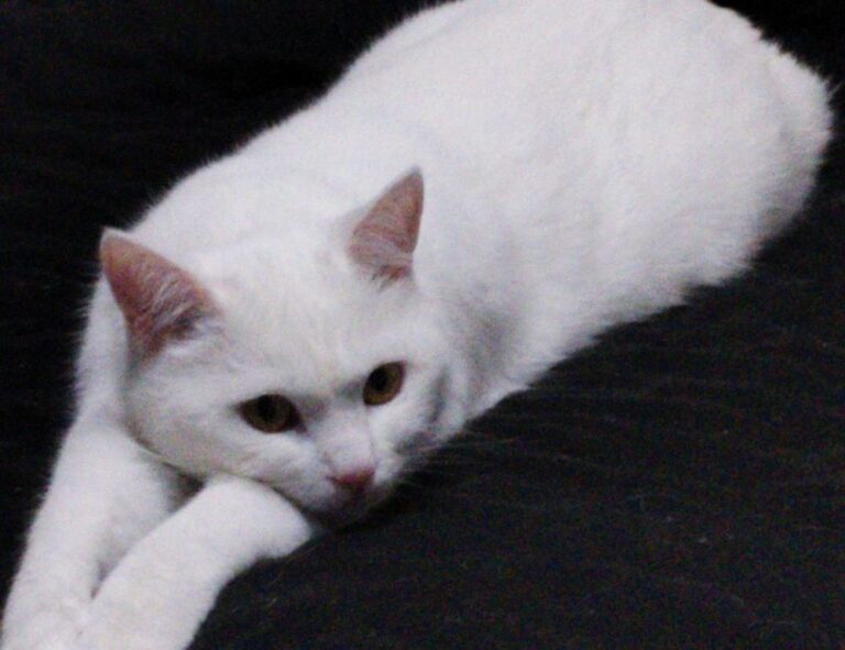 video game console togamesticky