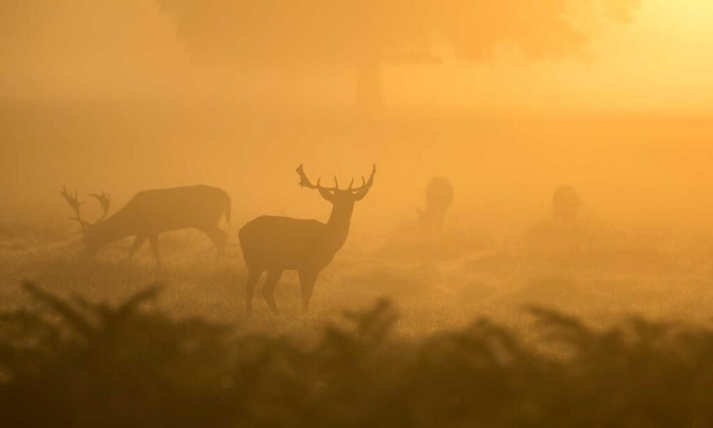 video games jogamesole