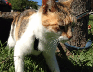 video games togamesticky