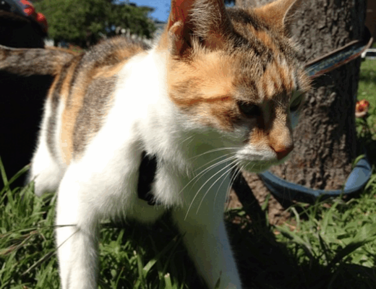 video games togamesticky