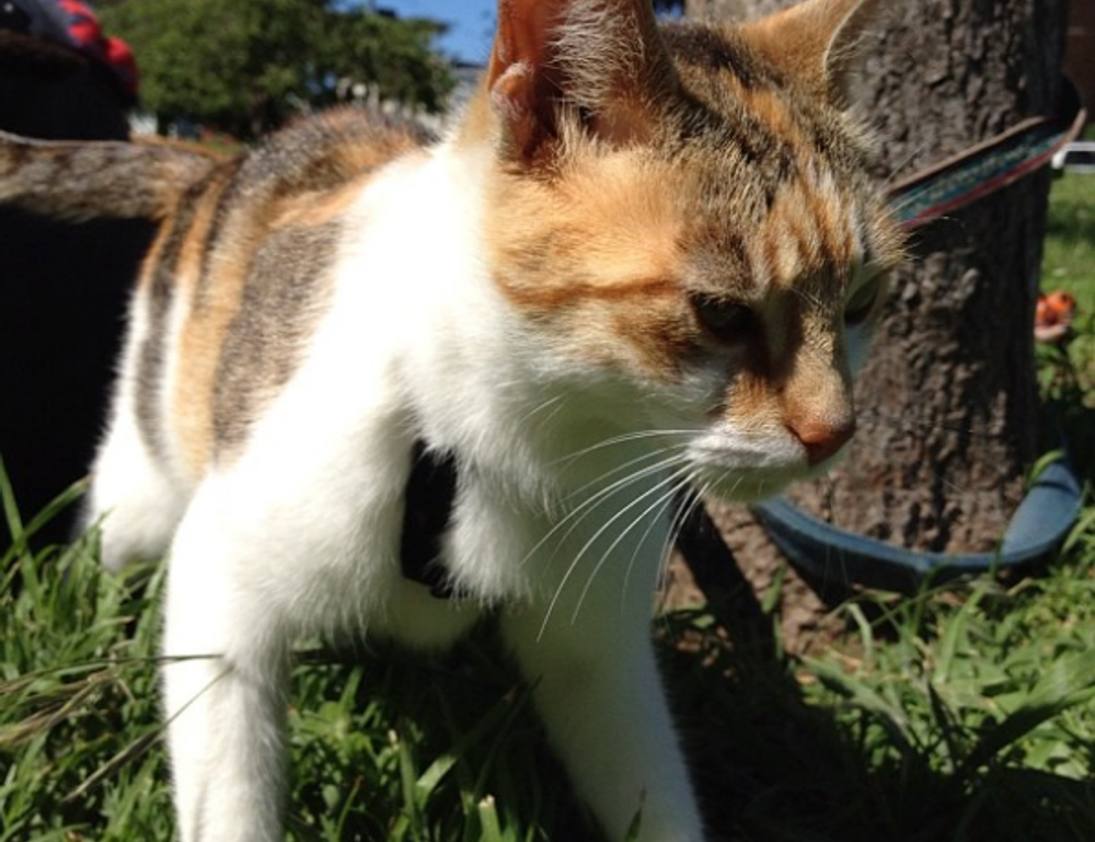 video games togamesticky