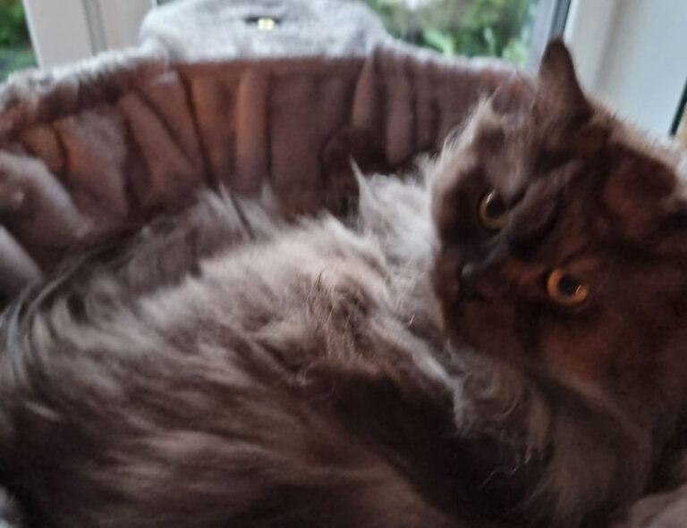 what new gaming systems are coming out jogametech