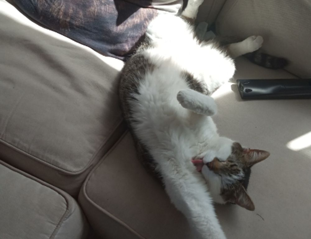 where to find togamesticky