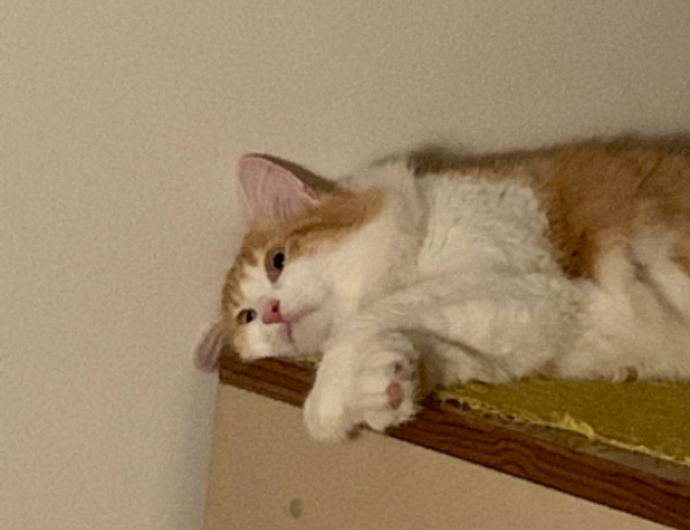 where to find togamesticky