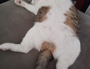 where to find togamesticky