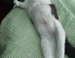 where to find togamesticky