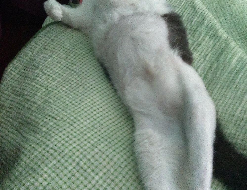 where to find togamesticky