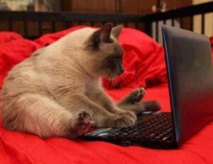 where to find togamesticky