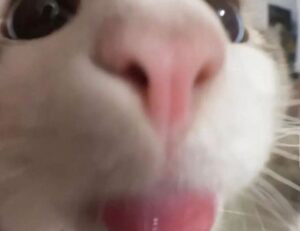 where to find togamesticky