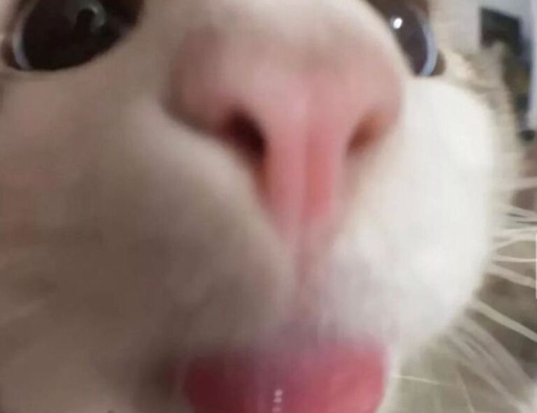 where to find togamesticky