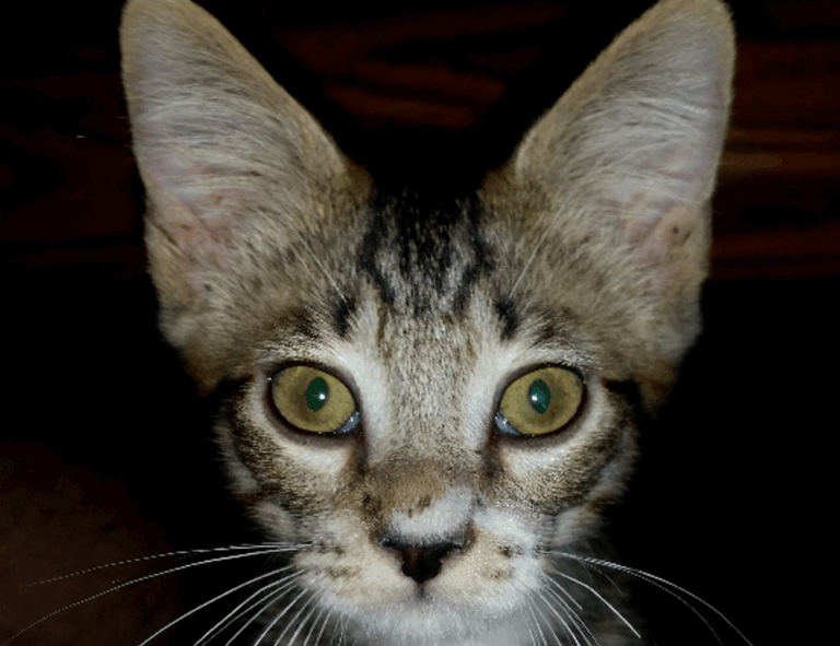 where to find togamesticky