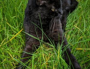 where to find togamesticky