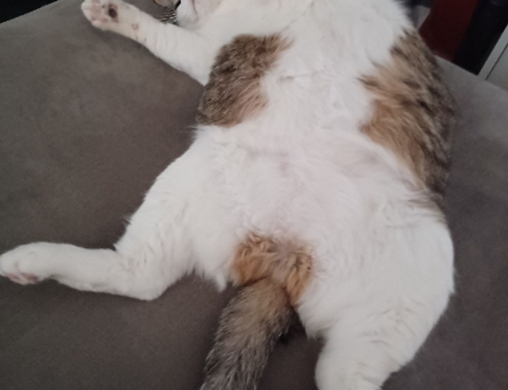 where to find togamesticky