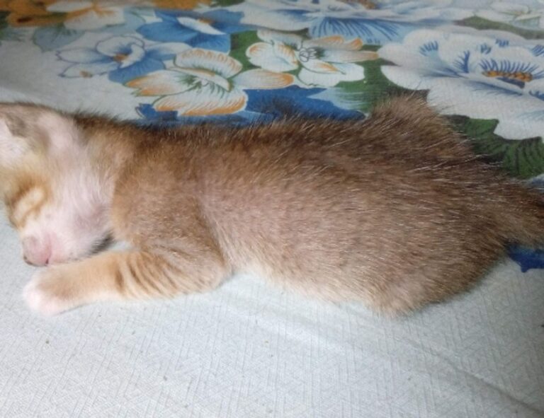 which gaming pc to buy befitgametek