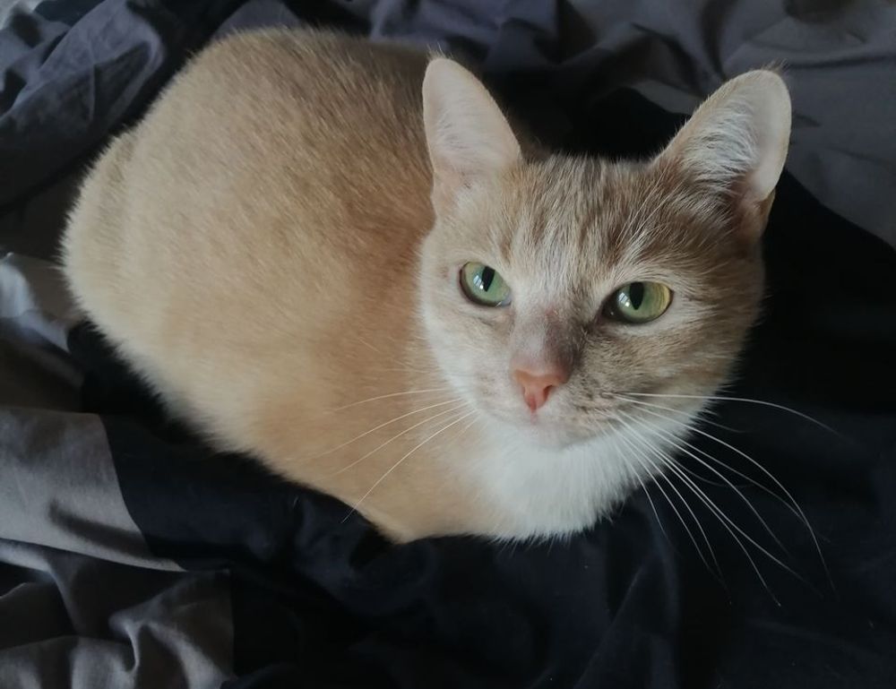 why do hackers hack in games togamesticky