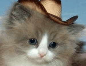 world news jogameplayer