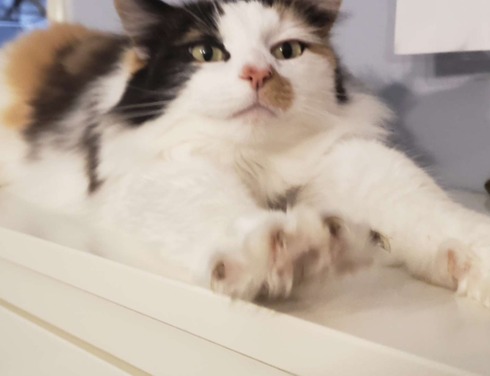 tech news digitalrgsorg