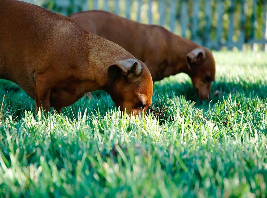 Top Picks: Best Use Cases for the XHMaster Formula