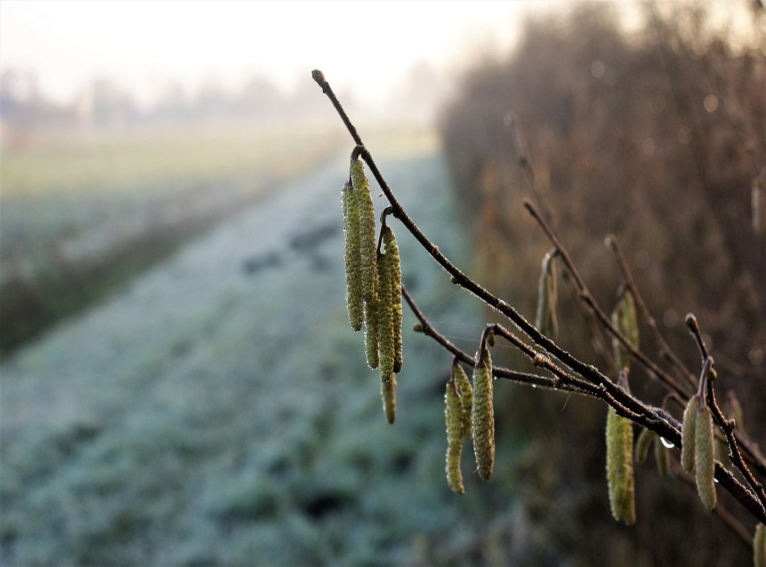 Key Cricket Tournaments and Leagues You Can Find